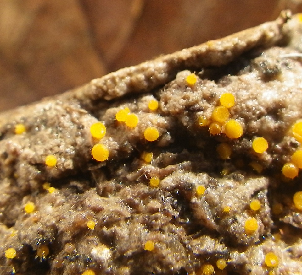 Cheilymenia pulcherrima image