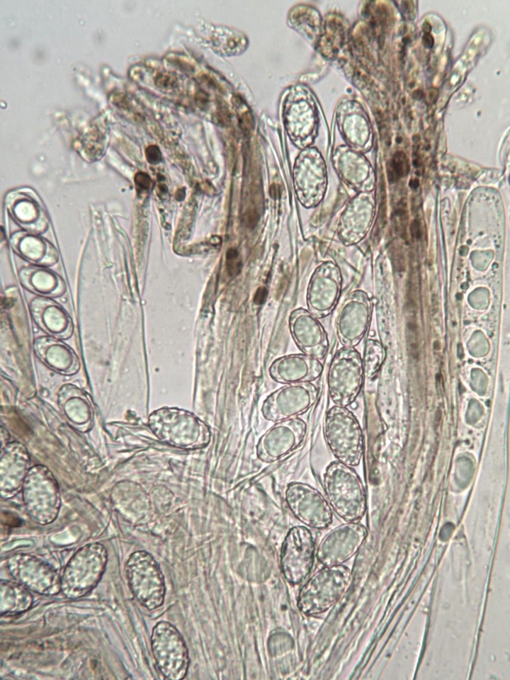 Peziza succosella image