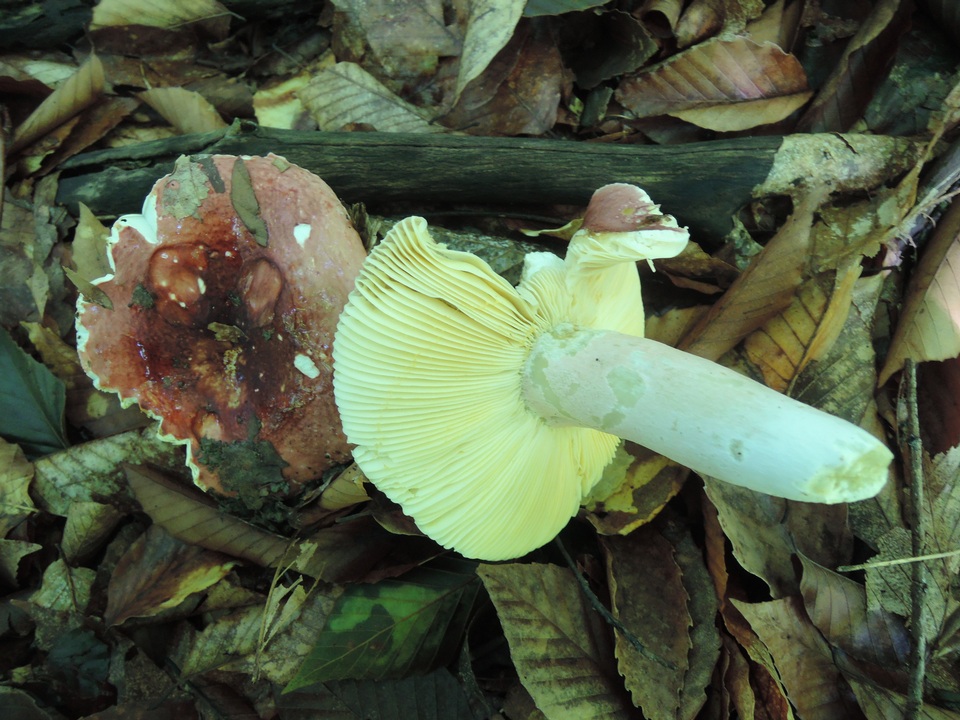 Russula vinosobrunnea image