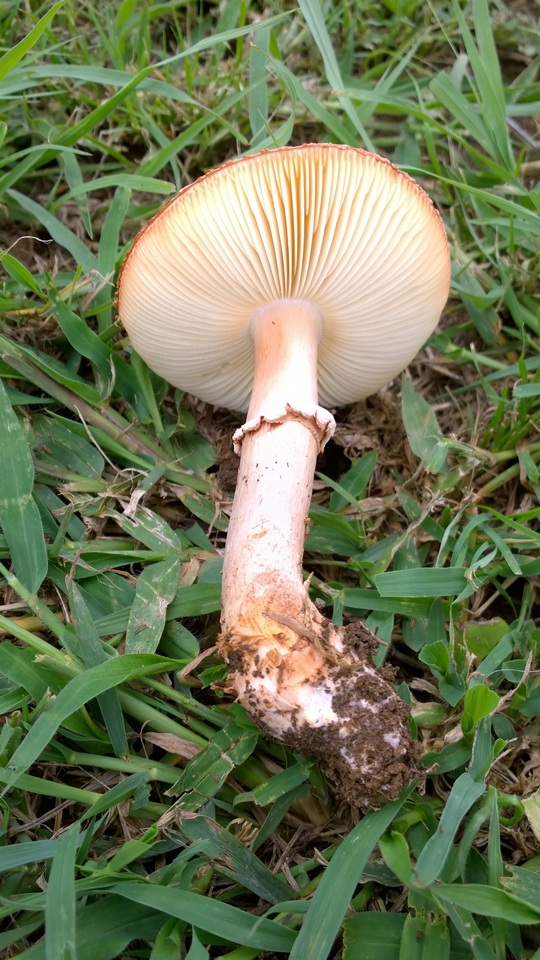 Amanita pleropus image