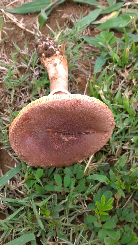 Amanita pleropus image