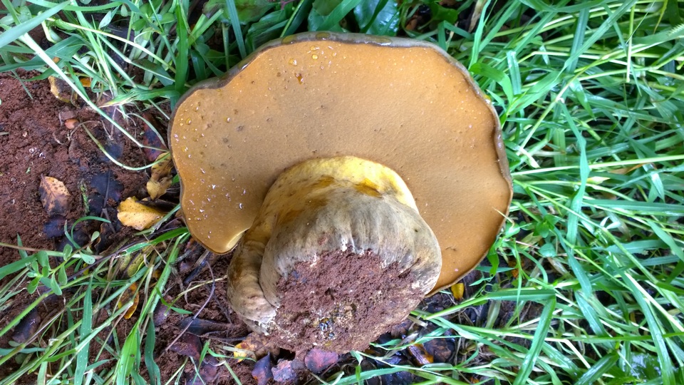 Phlebopus sudanicus image