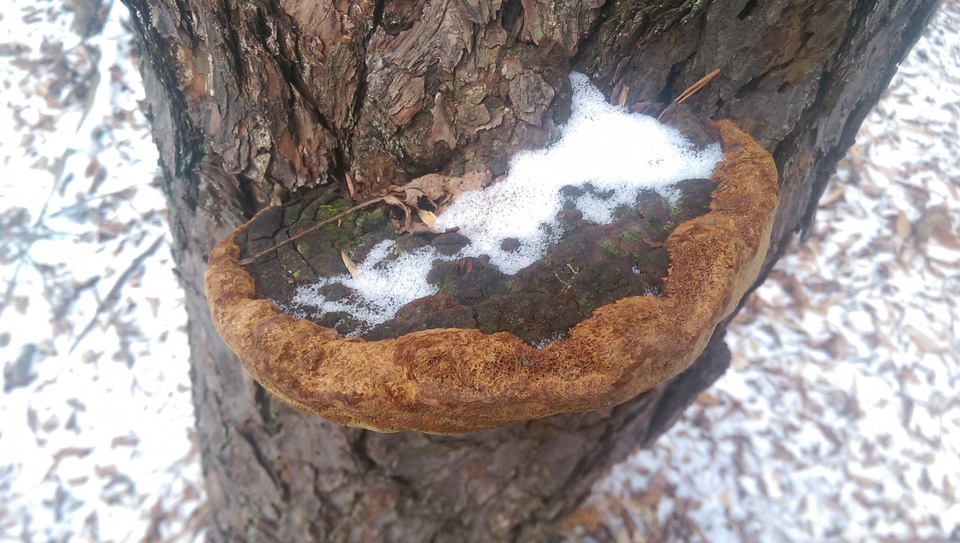 Phellinus piceinus image