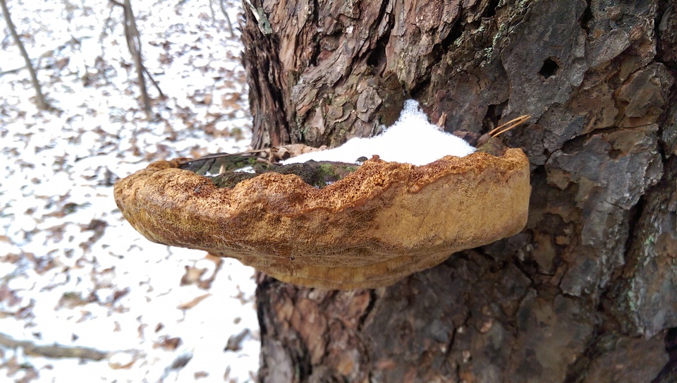 Phellinus piceinus image