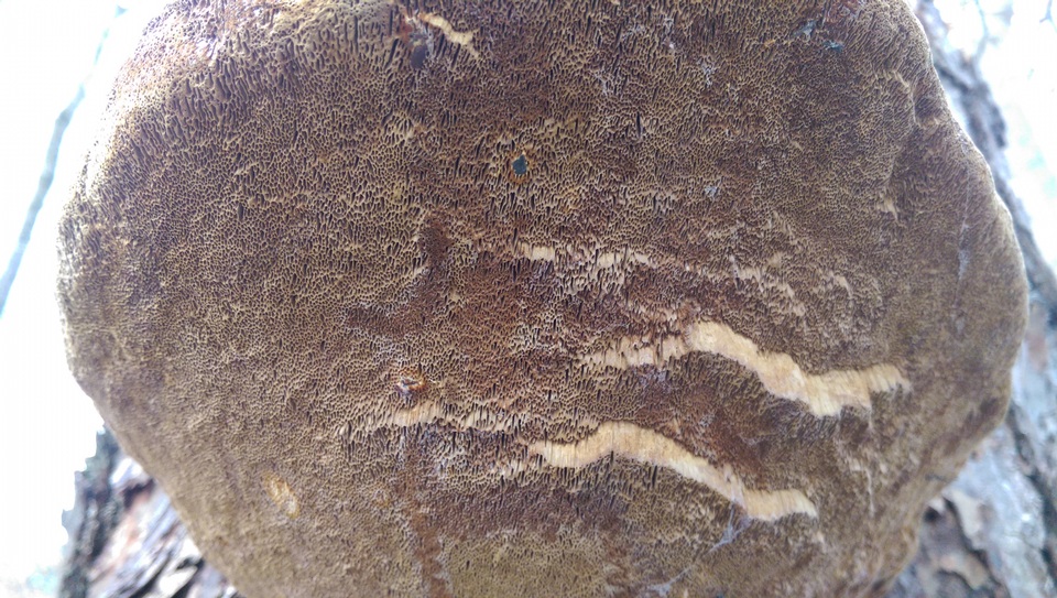 Phellinus piceinus image