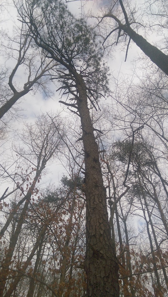 Phellinus piceinus image