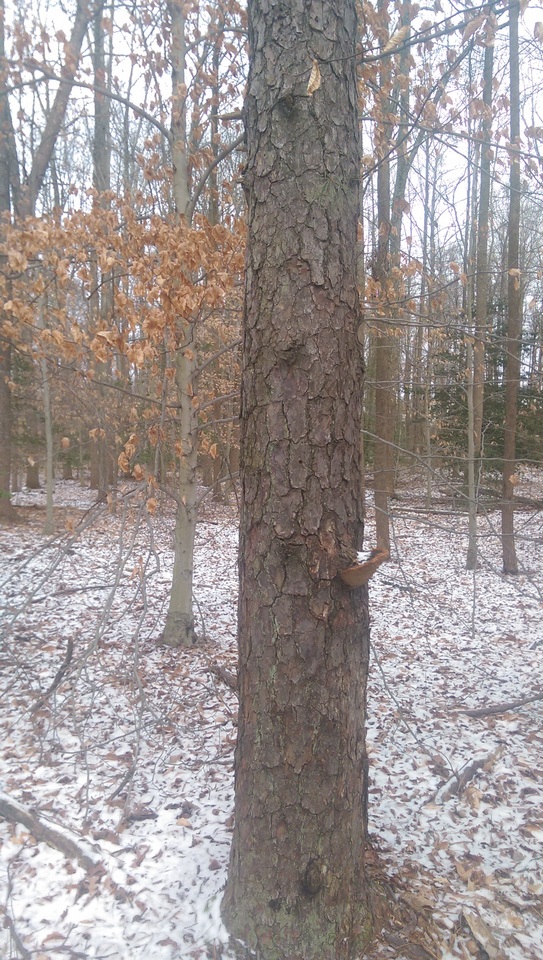 Phellinus piceinus image