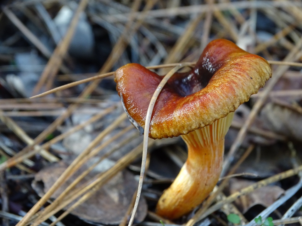 Hygrophorus siccipes image