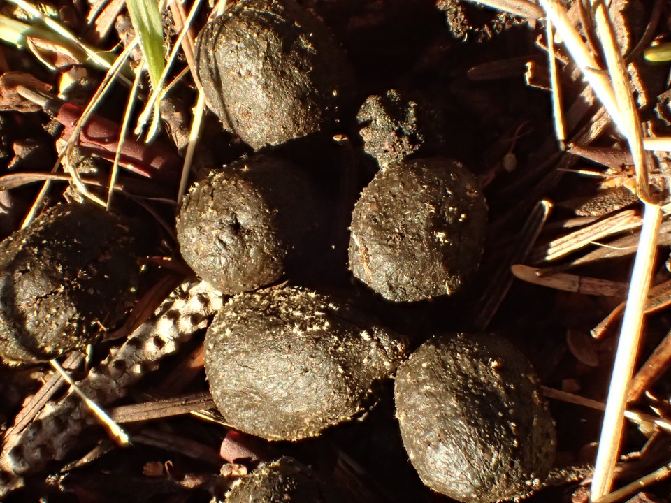 Schizothecium tetrasporum image