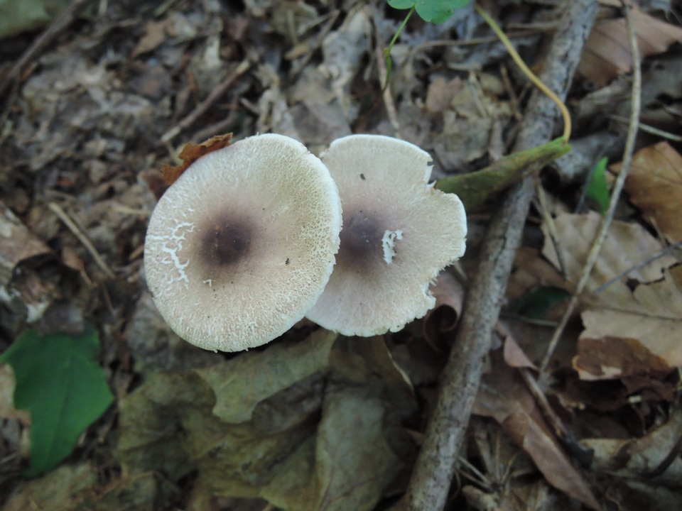 Leucoagaricus brunneosquamulosus image