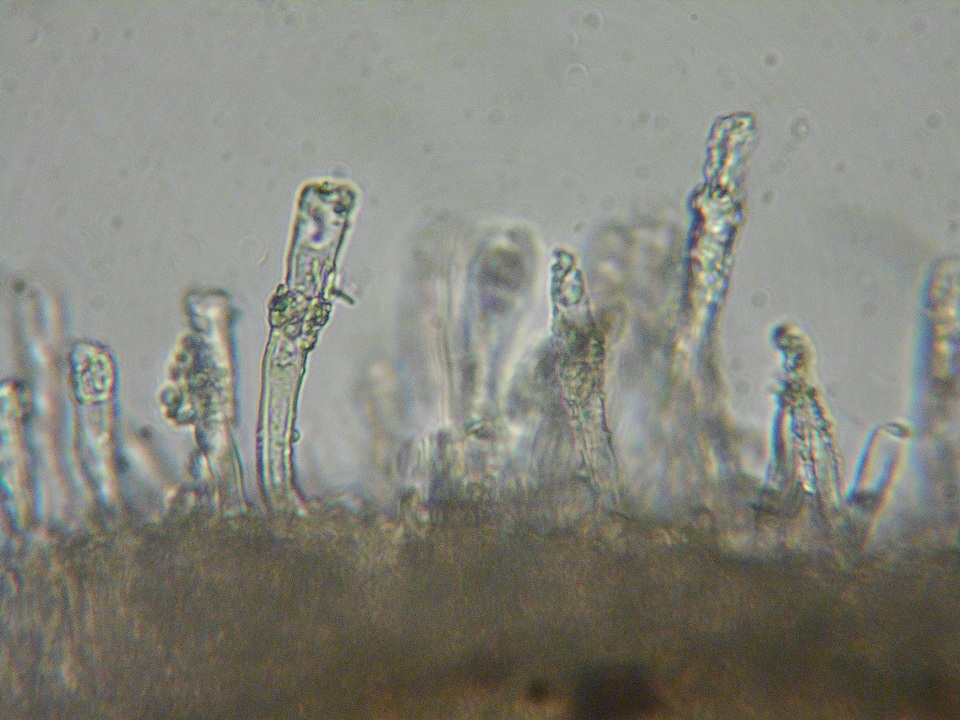 Dacryobolus karstenii image