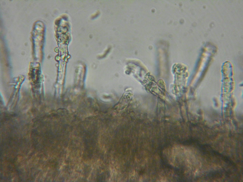 Dacryobolus karstenii image