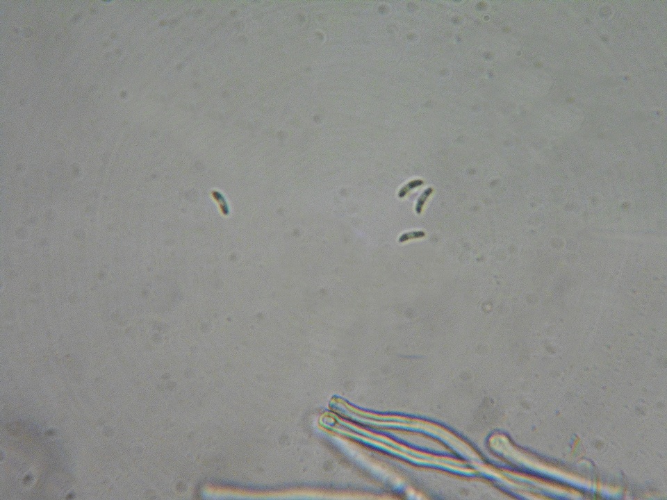 Dacryobolus karstenii image