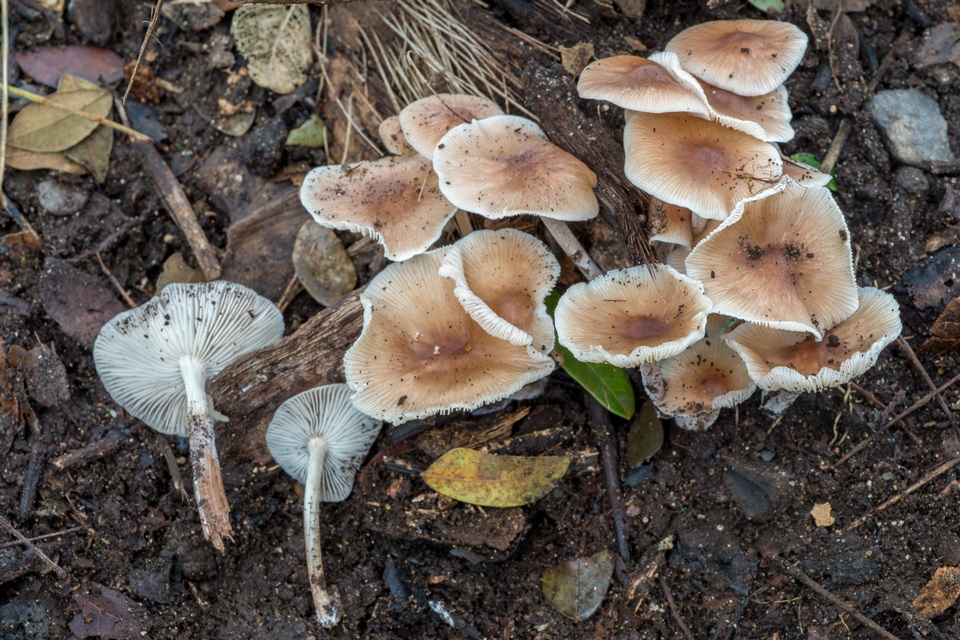 Gymnopus menehune image
