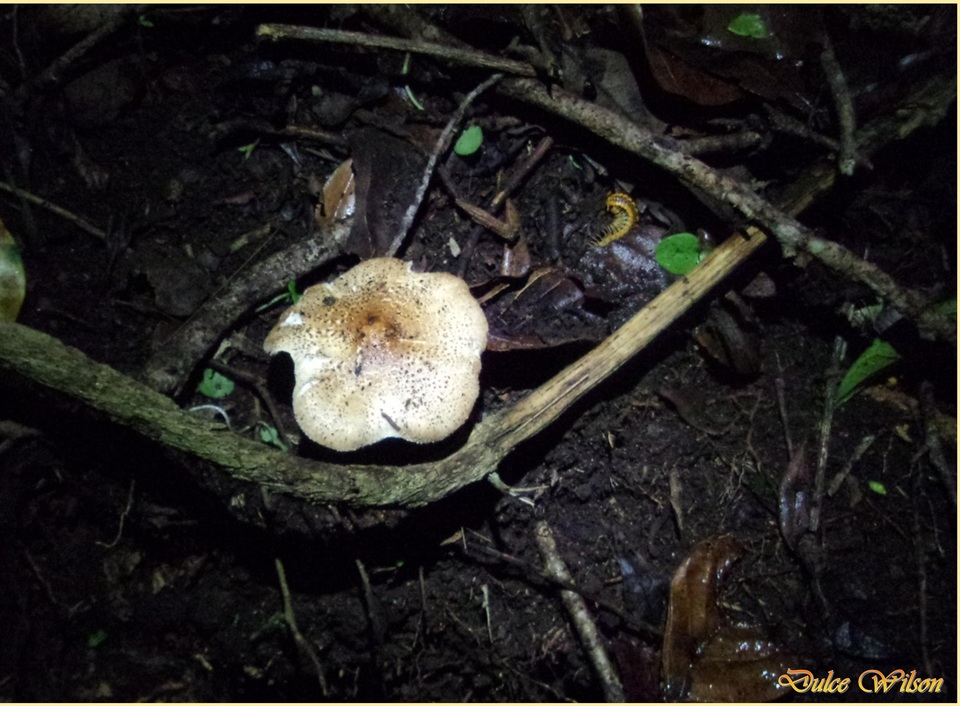 Echinoderma hemisclerum image