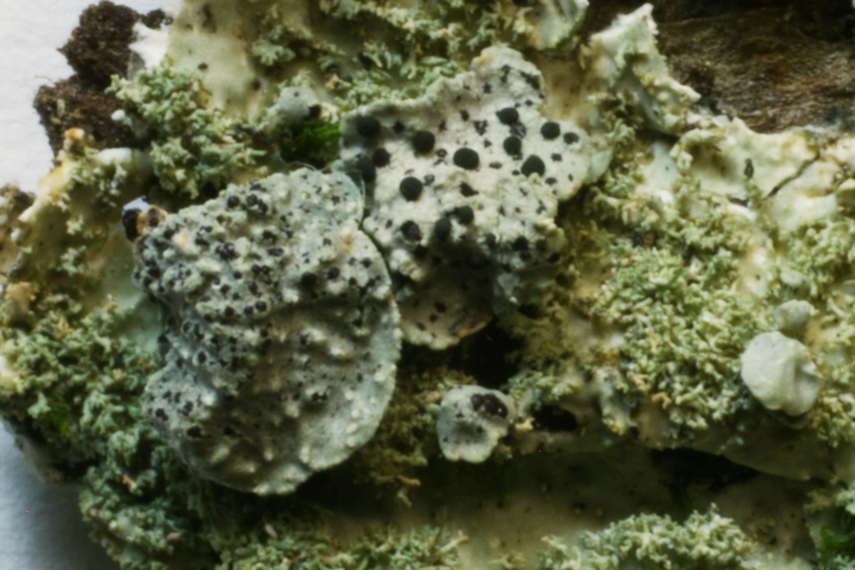 Phacopsis oxyspora image