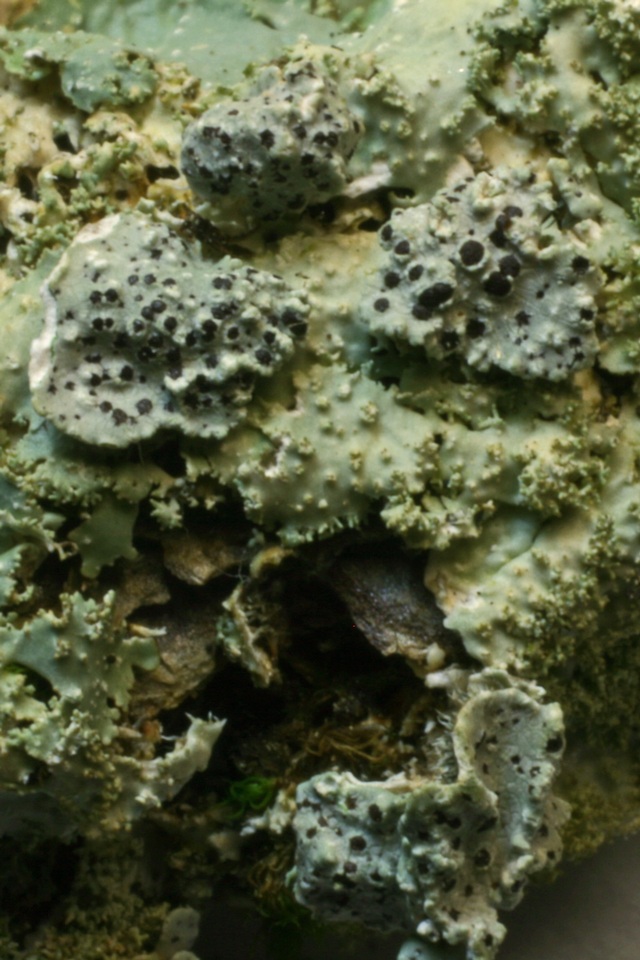 Phacopsis oxyspora image