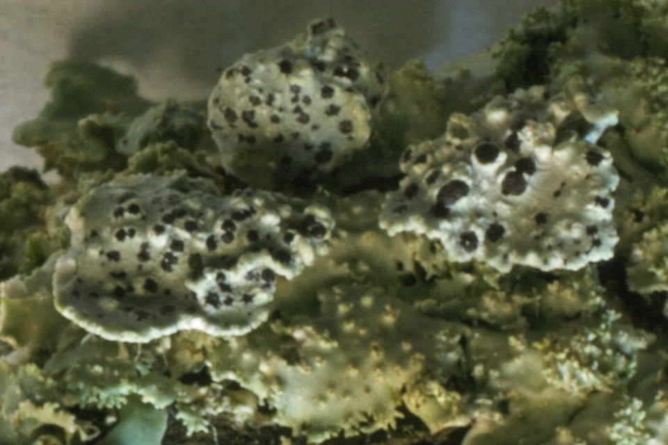 Phacopsis oxyspora image
