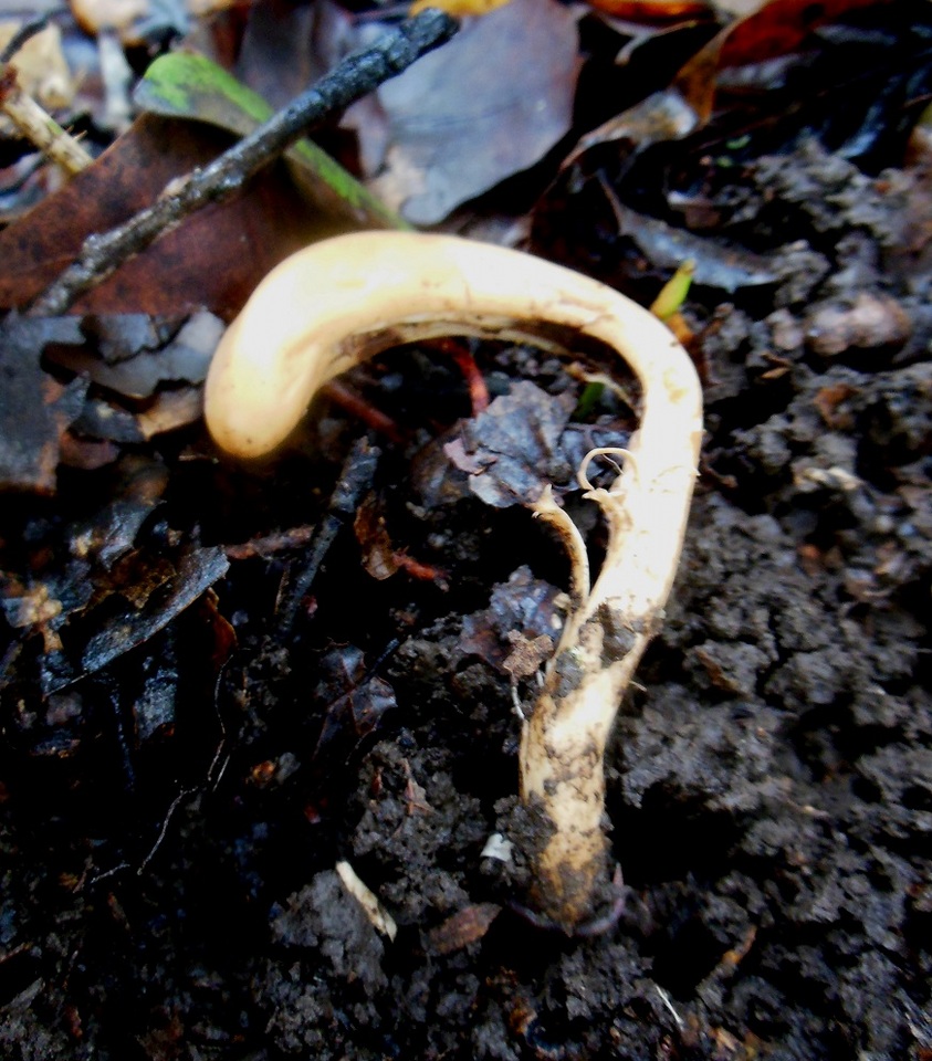 Clavariadelphus subfastigiatus image