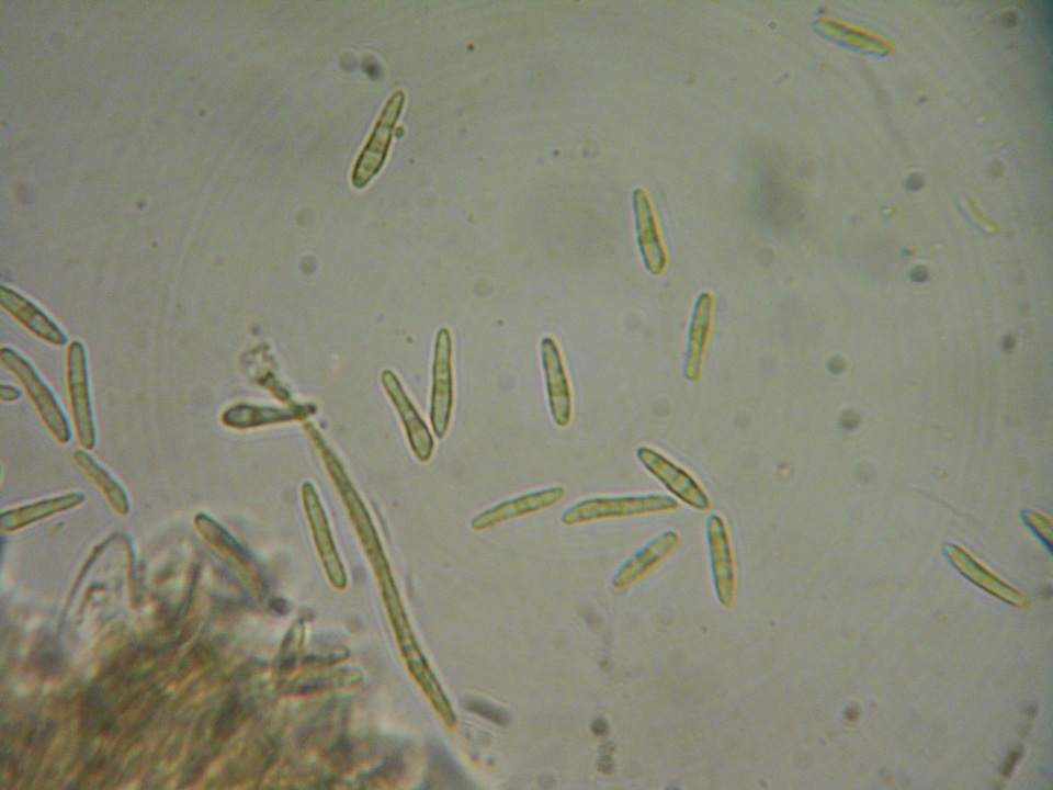 Mollisia ventosa image