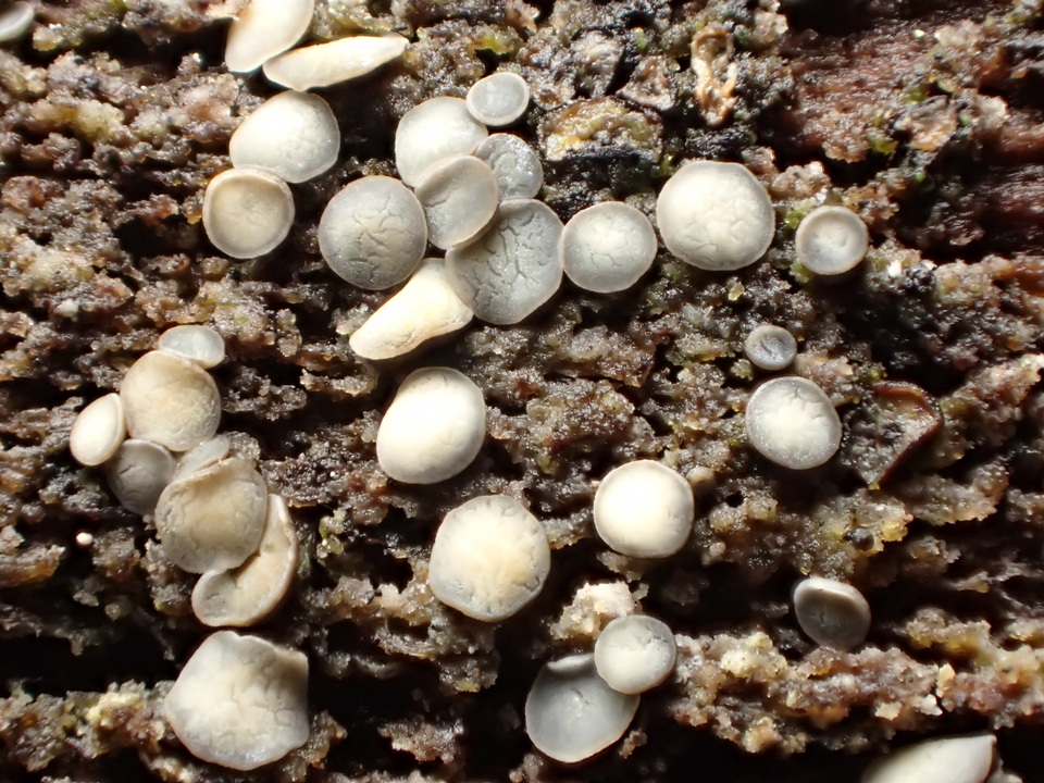 Mollisia ventosa image