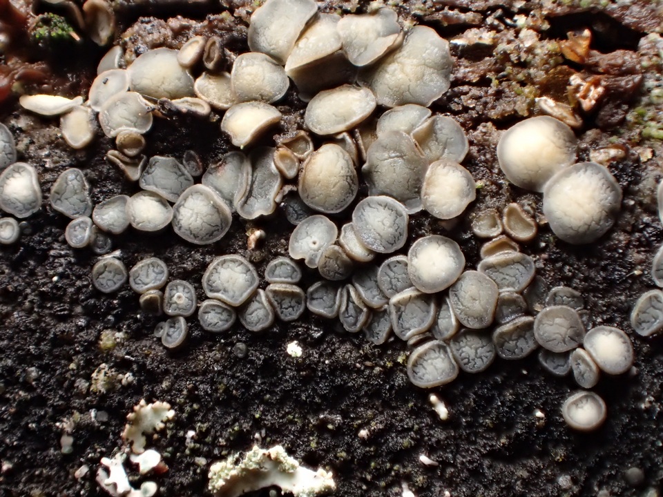 Mollisia ventosa image