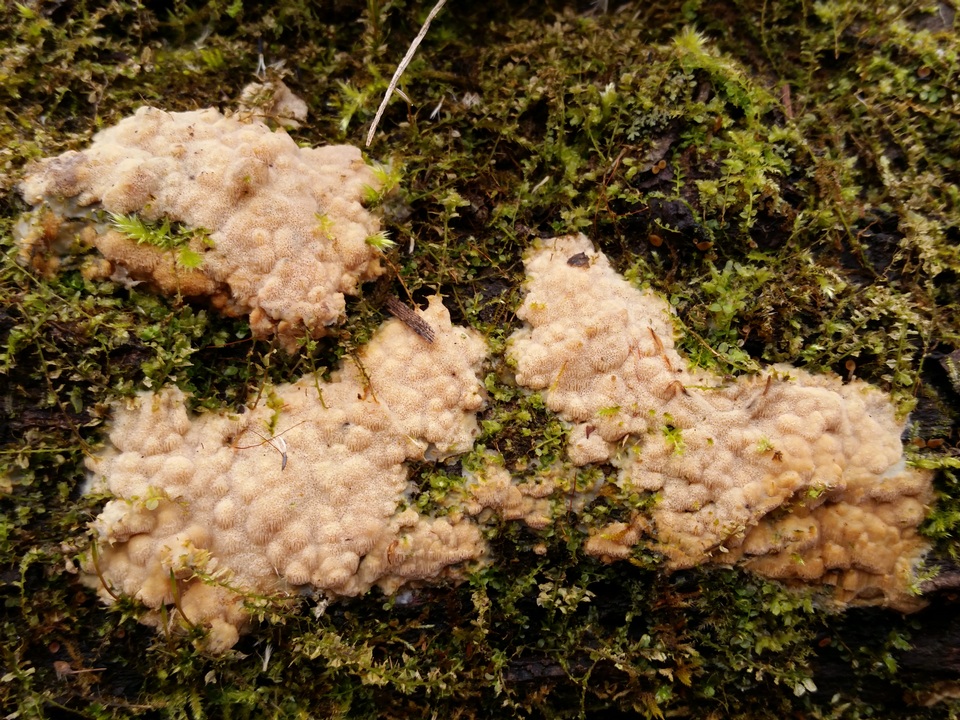 Physisporinus vitreus image