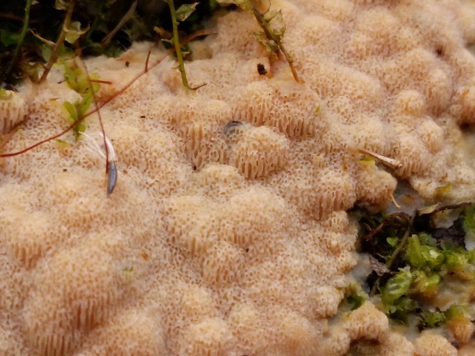 Physisporinus vitreus image