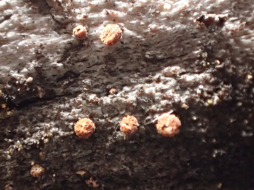 Perrotia flammea image