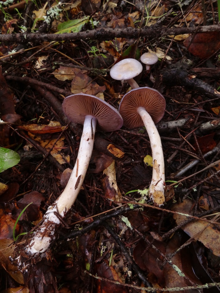 Cortinarius salor image