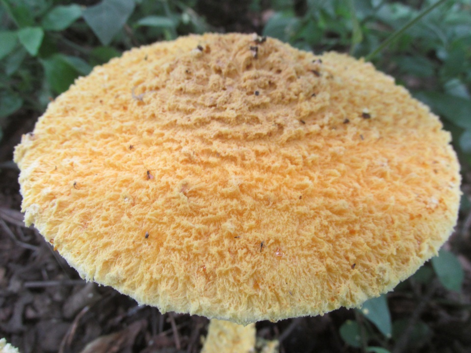 Amanita aureofloccosa image