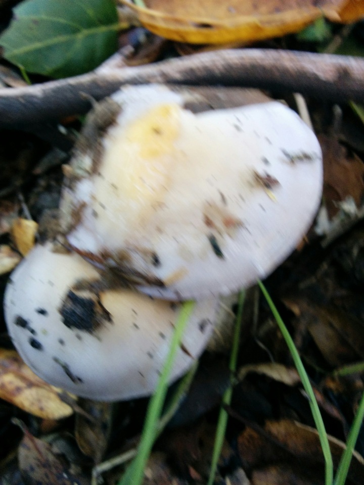Cortinarius salor image