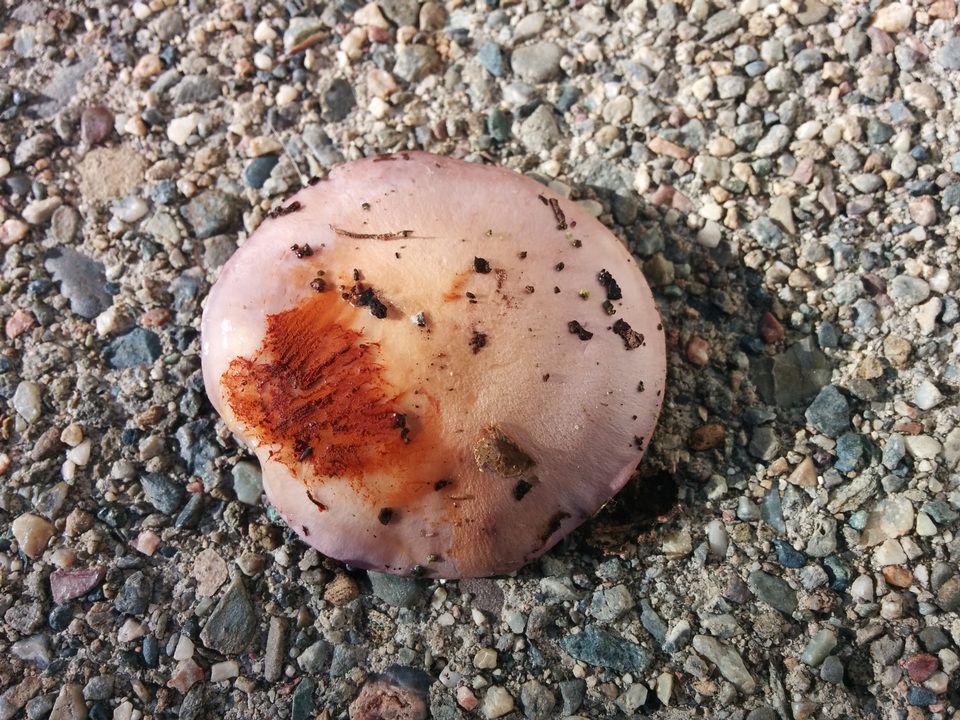 Cortinarius salor image