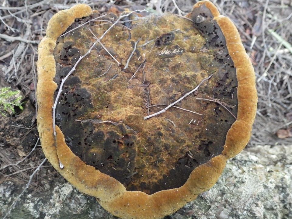 Fuscoporia torulosa image