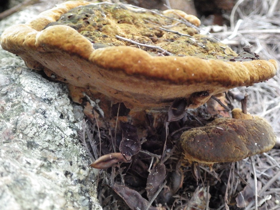 Fuscoporia torulosa image