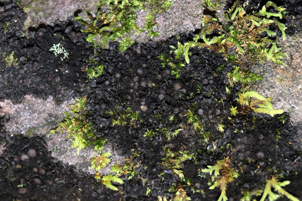 Leptogium teretiusculum image