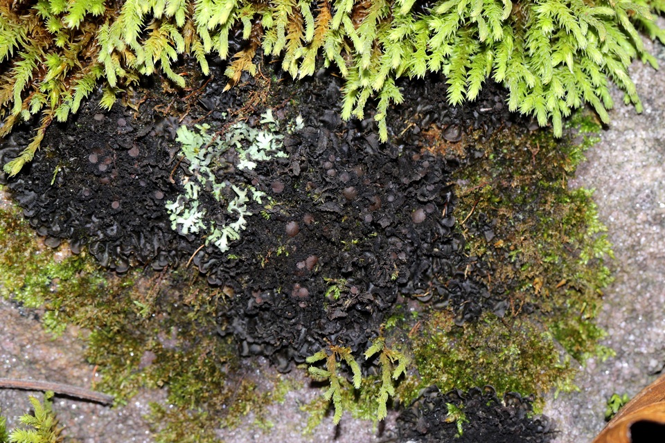 Leptogium teretiusculum image