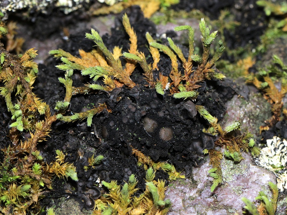 Leptogium teretiusculum image
