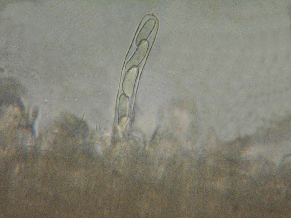 Perrotia image