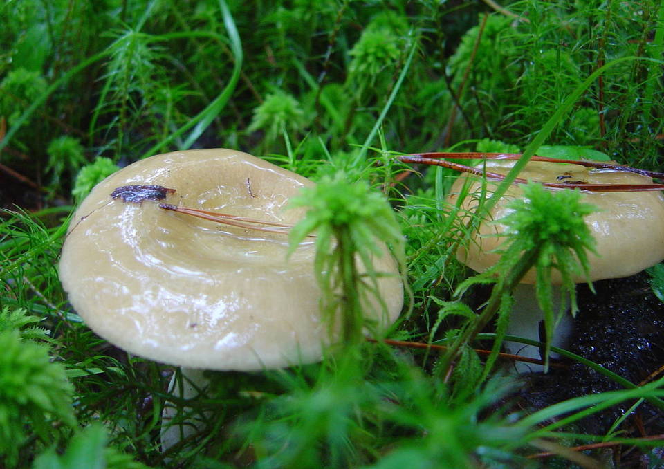 Russula citrinochlora image
