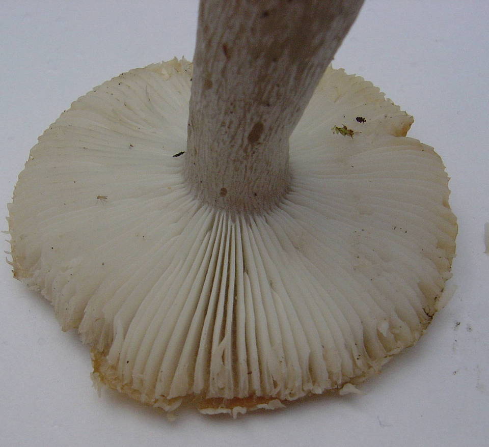 Russula citrinochlora image