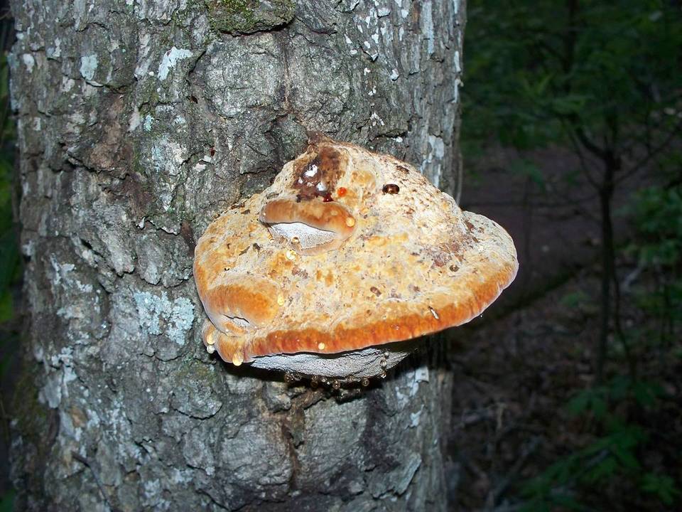 Inocutis dryophila image