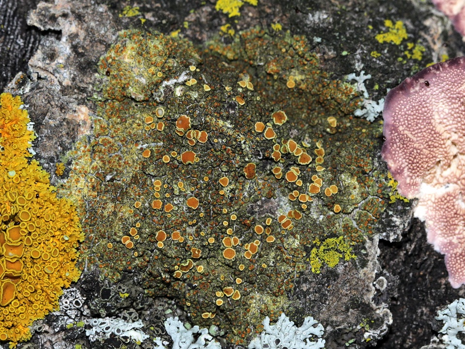 Gyalolechia flavorubescens image