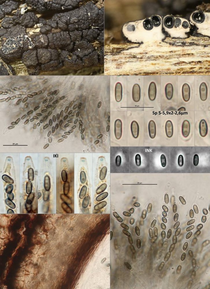 Sarawakus frustulosus image