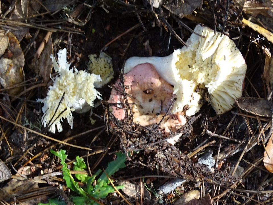 Russula lilacea image