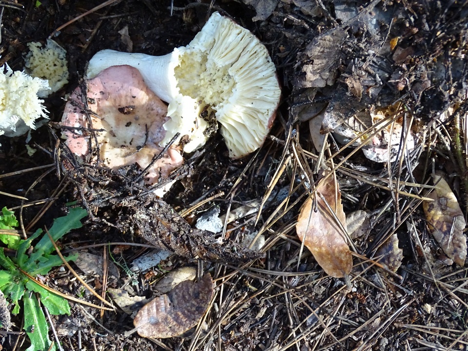 Russula lilacea image