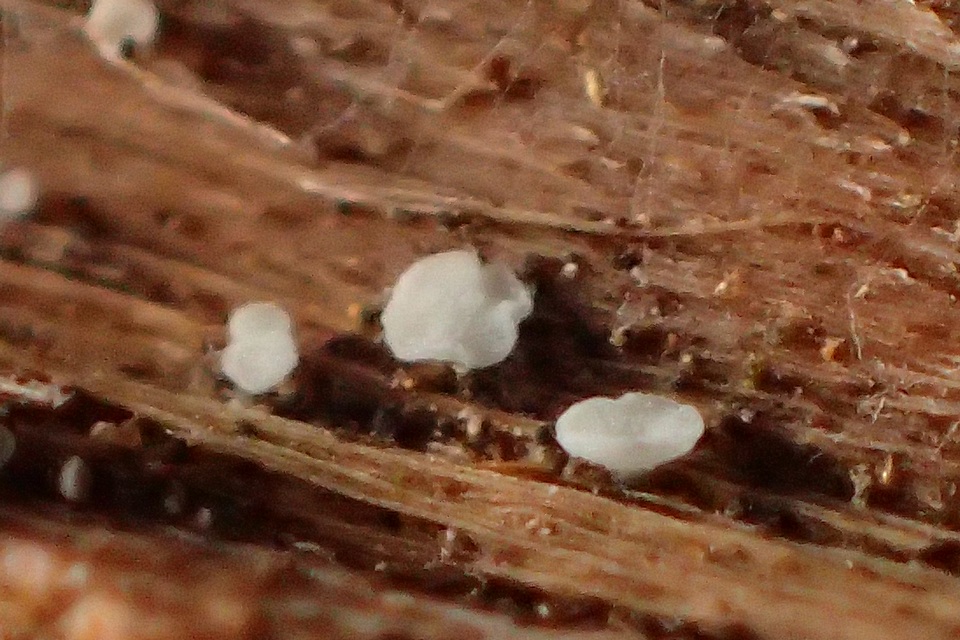 Mollisia sublividula image