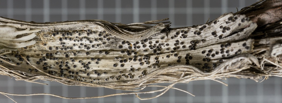 Montagnula mohavensis image