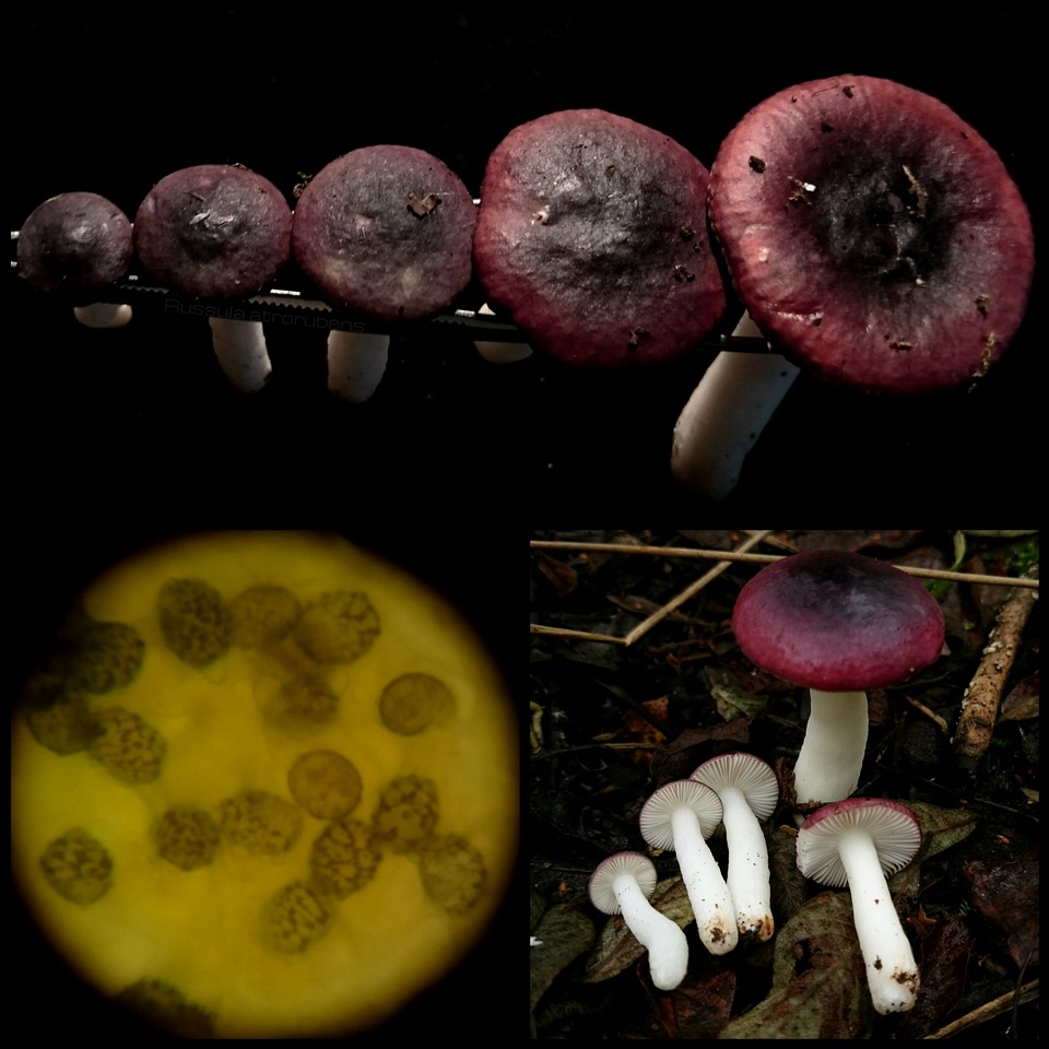 Russula atrorubens image