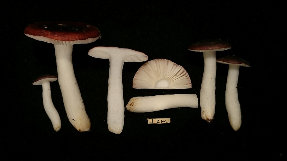 Russula atrorubens image